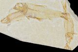 Four Fossil Fish (Knightia) - Wyoming #177366-1